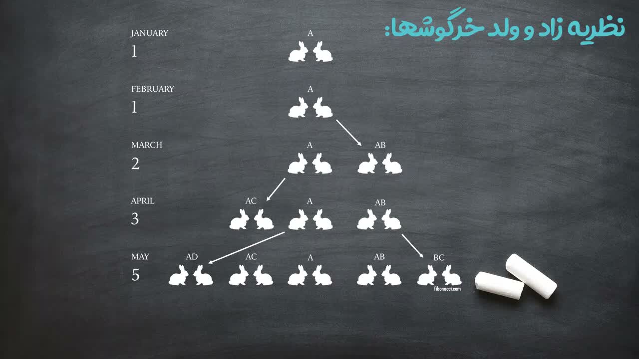 نظریه زاد و ولد خرگوش های فیبوناچی